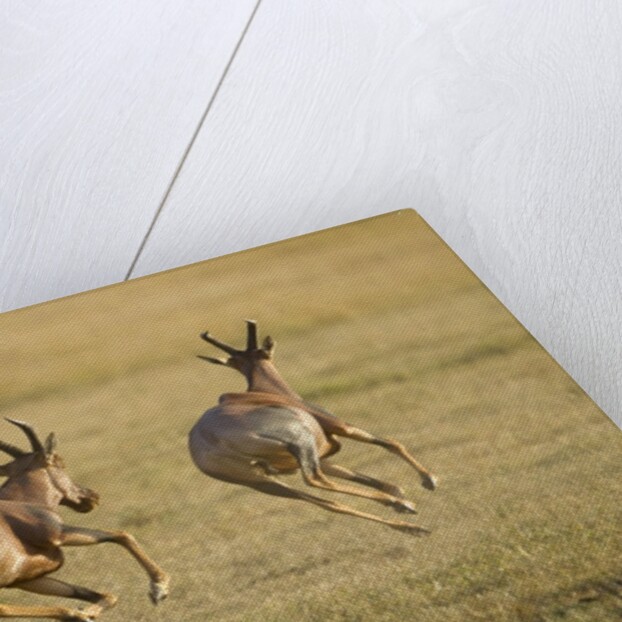 Topi Chase by Anonymous