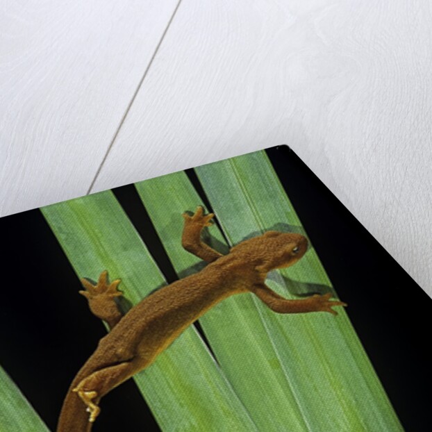 Taricha granulosa (rough-skinned newt) by Anonymous