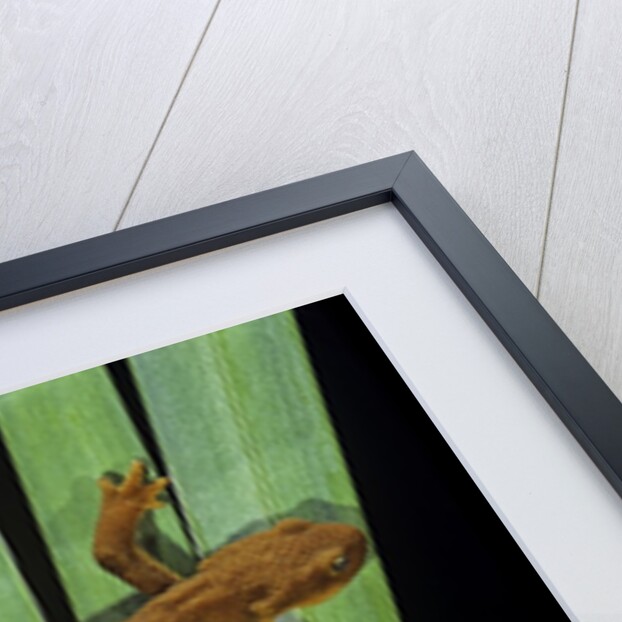 Taricha granulosa (rough-skinned newt) by Anonymous