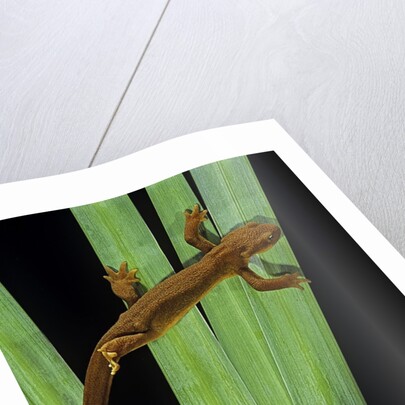 Taricha granulosa (rough-skinned newt) by Anonymous