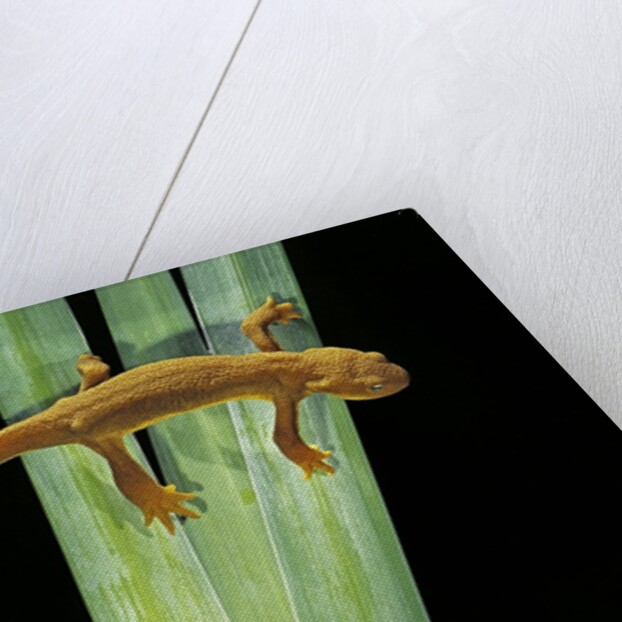 Taricha granulosa (rough-skinned newt) by Anonymous