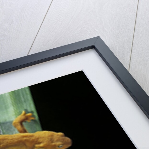 Taricha granulosa (rough-skinned newt) by Anonymous