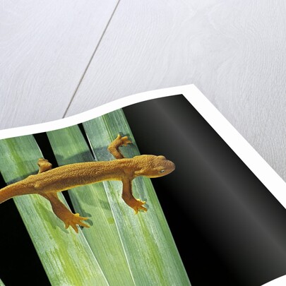 Taricha granulosa (rough-skinned newt) by Anonymous