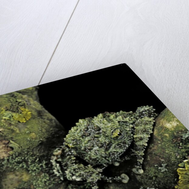 Theloderma corticale (Tonkin bug-eyed frog, mossy frog) by Anonymous