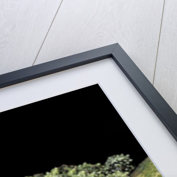 Theloderma corticale (Tonkin bug-eyed frog, mossy frog) by Anonymous