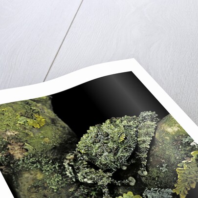 Theloderma corticale (Tonkin bug-eyed frog, mossy frog) by Anonymous