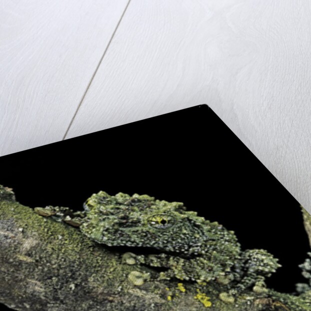 Theloderma corticale (Tonkin bug-eyed frog, mossy frog) by Anonymous