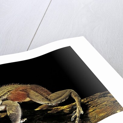 Trichobatrachus robustus (hairy frog) by Anonymous