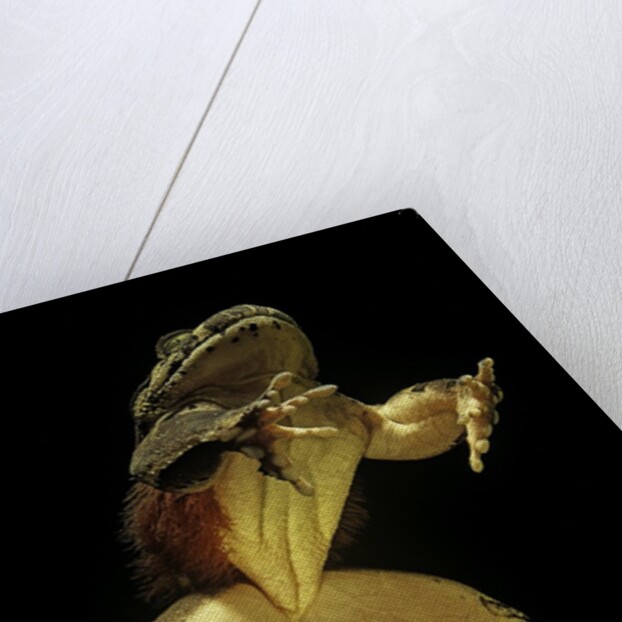 Trichobatrachus robustus (hairy frog) by Anonymous