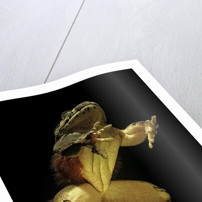 Trichobatrachus robustus (hairy frog) by Anonymous