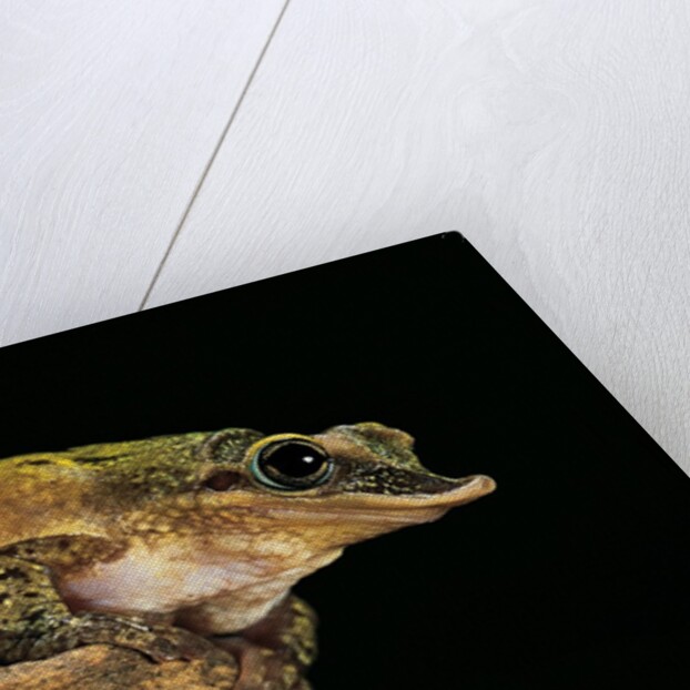 Triprion spatulatus (shovel-nosed treefrog) by Anonymous