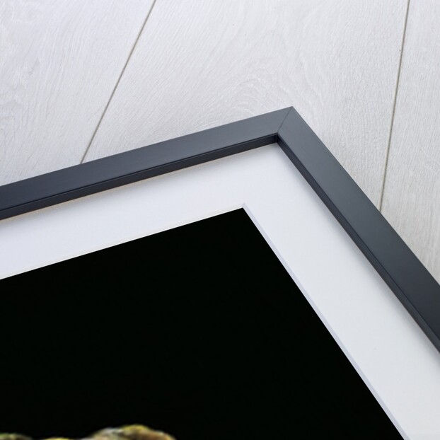 Triprion spatulatus (shovel-nosed treefrog) by Anonymous