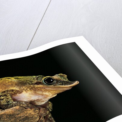 Triprion spatulatus (shovel-nosed treefrog) by Anonymous