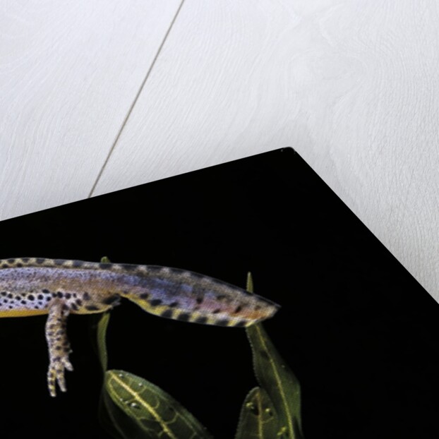 Triturus alpestris (alpine newt) by Anonymous