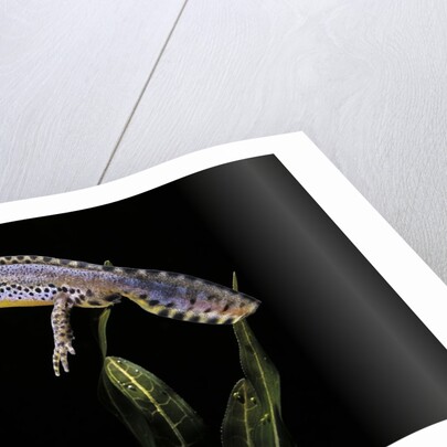 Triturus alpestris (alpine newt) by Anonymous