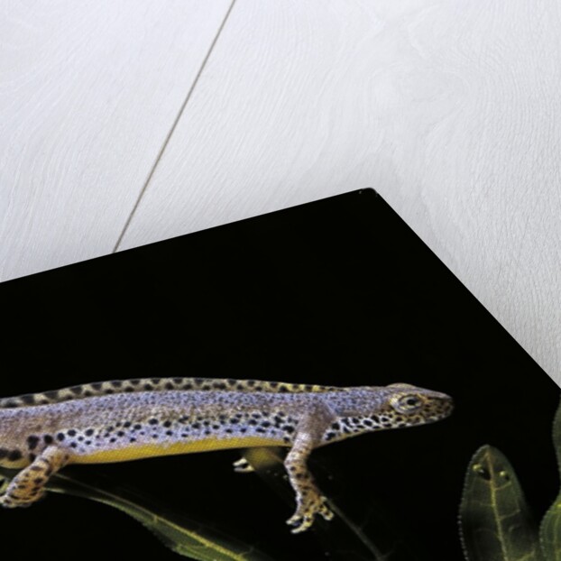 Triturus alpestris (alpine newt) by Anonymous