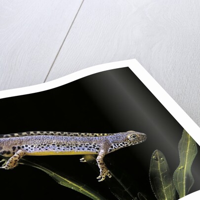 Triturus alpestris (alpine newt) by Anonymous
