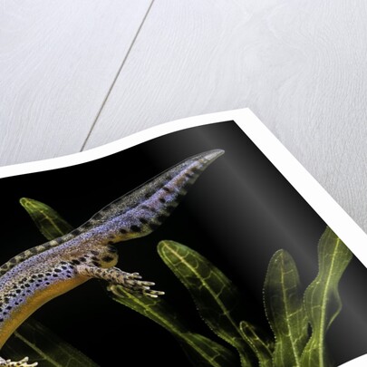 Triturus alpestris (alpine newt) by Anonymous