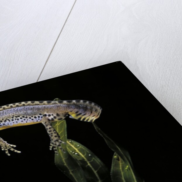 Triturus alpestris (alpine newt) by Anonymous