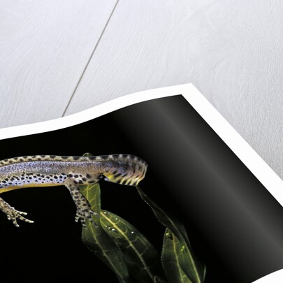 Triturus alpestris (alpine newt) by Anonymous