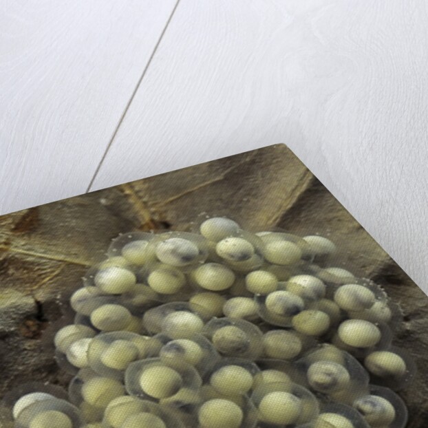 Trichobatrachus robustus (hairy frog) - eggs by Anonymous