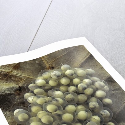 Trichobatrachus robustus (hairy frog) - eggs by Anonymous