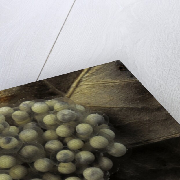 Trichobatrachus robustus (hairy frog) - eggs by Anonymous