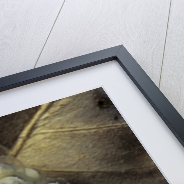 Trichobatrachus robustus (hairy frog) - eggs by Anonymous