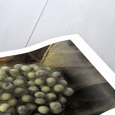 Trichobatrachus robustus (hairy frog) - eggs by Anonymous