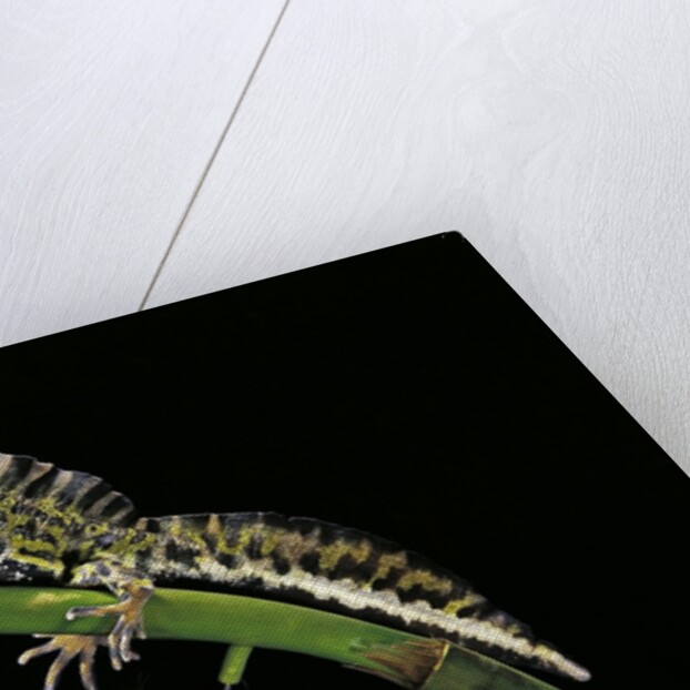 Triturus marmoratus (marbled newt) by Anonymous