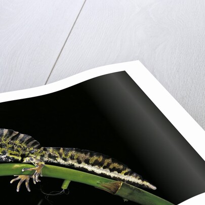 Triturus marmoratus (marbled newt) by Anonymous