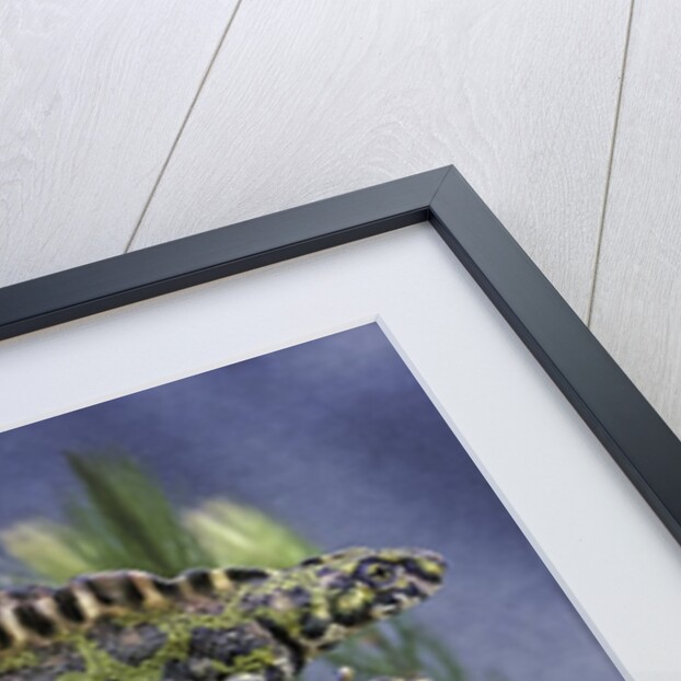 Triturus marmoratus (marbled newt) by Anonymous