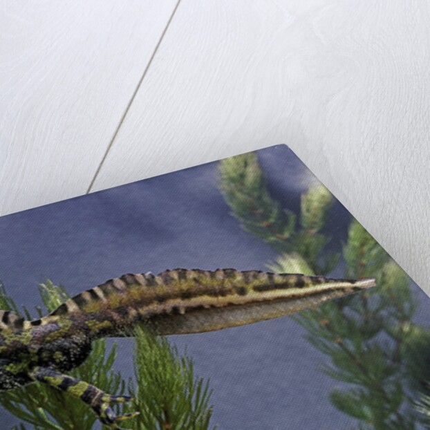 Triturus marmoratus (marbled newt) by Anonymous