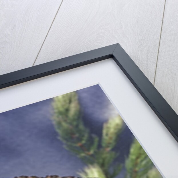 Triturus marmoratus (marbled newt) by Anonymous