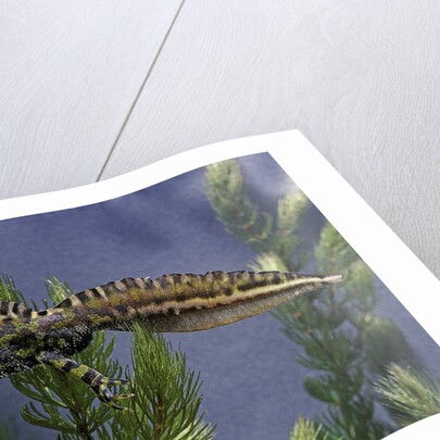 Triturus marmoratus (marbled newt) by Anonymous