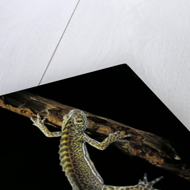 Ommatotriton vittatus (southern banded newt) by Anonymous