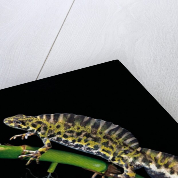 Triturus marmoratus (marbled newt) by Anonymous