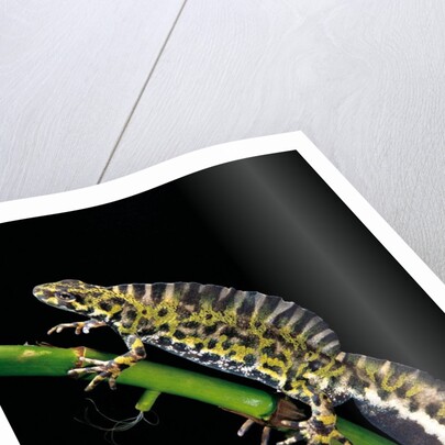 Triturus marmoratus (marbled newt) by Anonymous