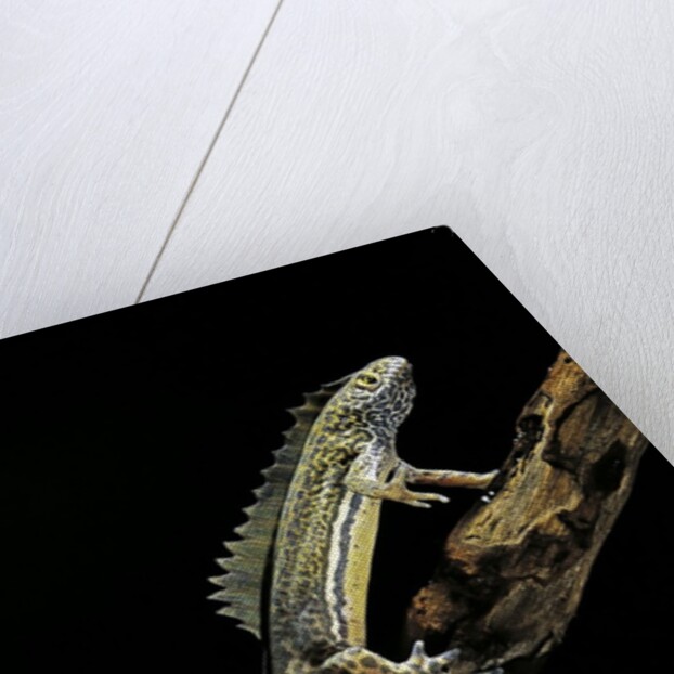 Ommatotriton vittatus (southern banded newt) by Anonymous