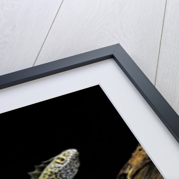 Ommatotriton vittatus (southern banded newt) by Anonymous