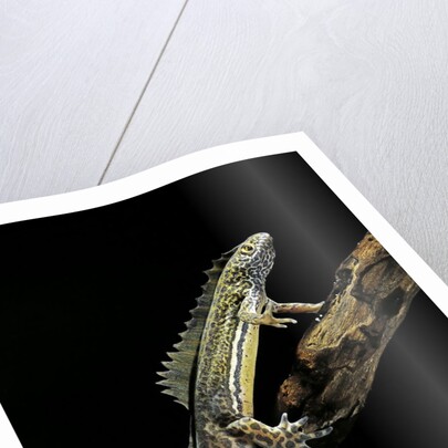 Ommatotriton vittatus (southern banded newt) by Anonymous