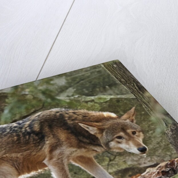 Red Wolf by Anonymous