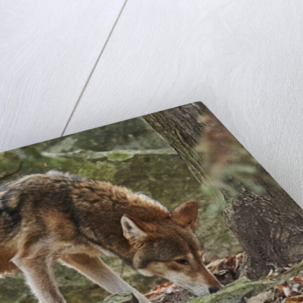 Red Wolf by Anonymous