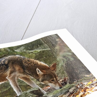 Red Wolf by Anonymous