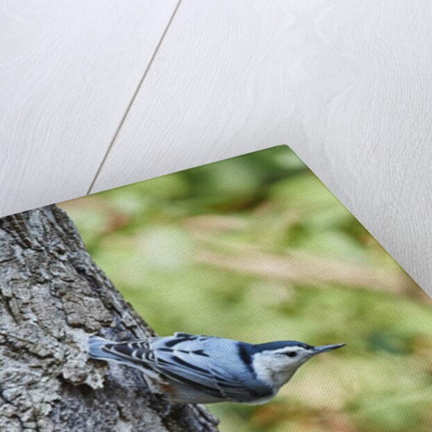 White-breasted Nuthatch by Anonymous