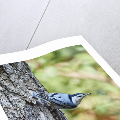 White-breasted Nuthatch by Anonymous