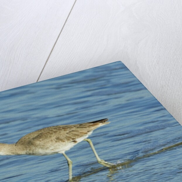 Willet; by Anonymous