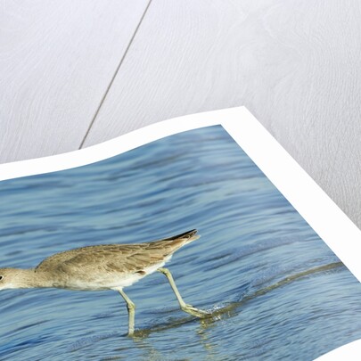 Willet; by Anonymous