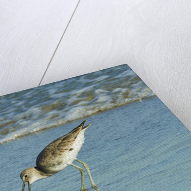 Willet; by Anonymous