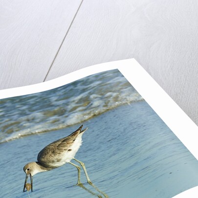 Willet; by Anonymous